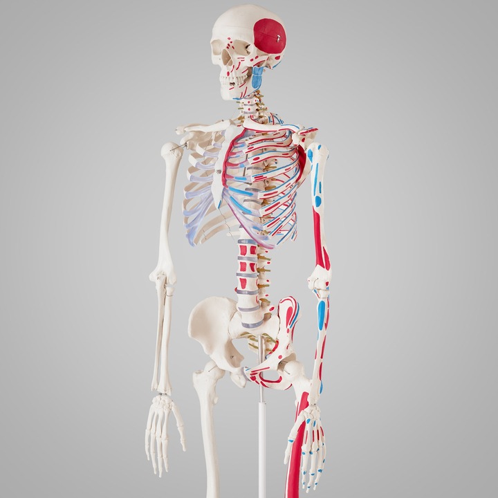 Immagine prodotto tectake Anatomia scheletrica