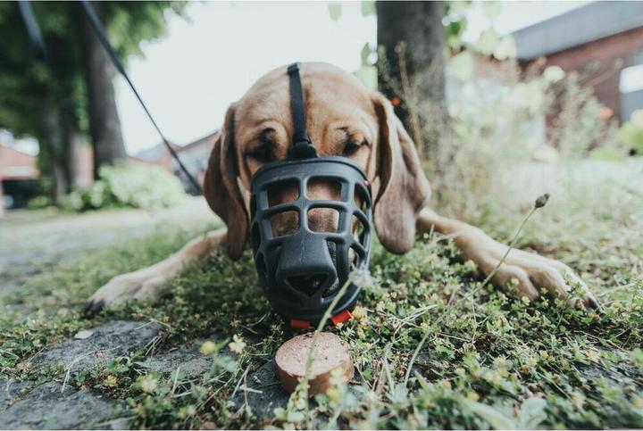 Actual product image Hunter Albury - Dog muzzle - 2 (Dog, General, Walks)