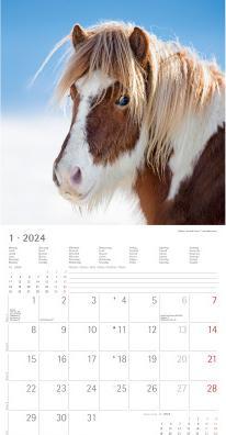 Image du produit Alpha Edition Chevaux 2024 - Calendrier broché 30x30 cm (30x60 ouvert) - Calendrier avec espace pour notes - (Allemand)