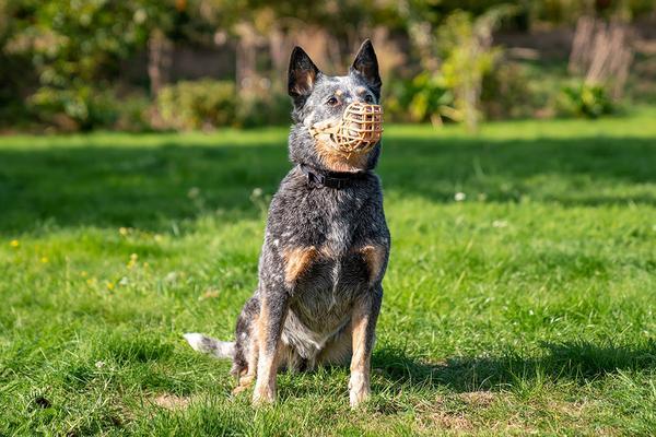 Image du produit Company of Animals Muselière classique Baskerville (7, Chien, Général)