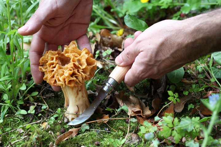 Actual product image Opinel Mushroom Knife (8 cm)