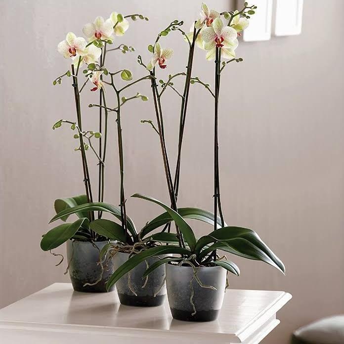 Produktbild Elho Brussels (16 cm)