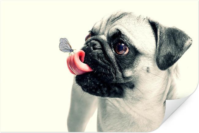 Actual product image Trenddeko Animal affection (60 x 40 cm, 30 x 20 cm, 45 x 30 cm)