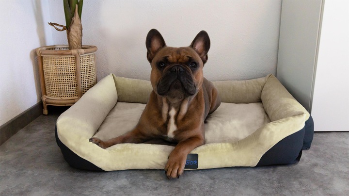 Actual product image Aspero Dog Bed Hanko (Dog)