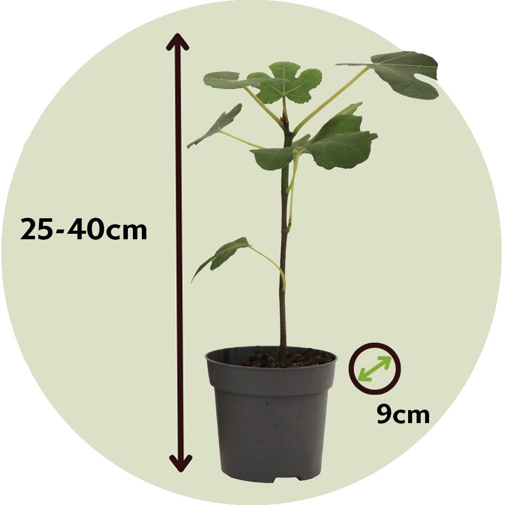 Thumbnail - Plant in a Box, Pflanzen, Citrus calamondin, citrus limon, ficus carica, olea - 8er Set Mediterranen Obstbäumen (25 cm)