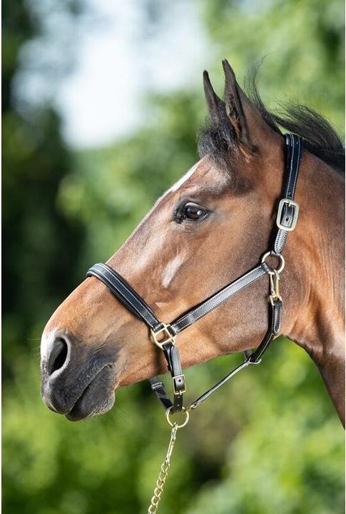 Immagine prodotto HFI Master Cavezza in cuoio per cavalli