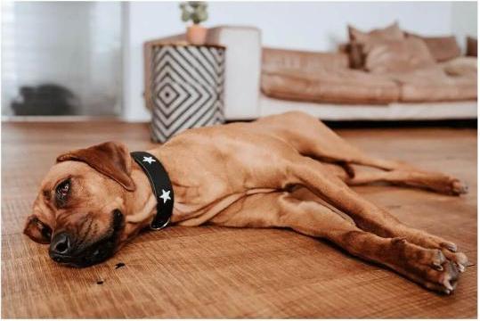 Productafbeelding Hunter Halsband Magic Star voor honden 55 (Hond, Algemeen)