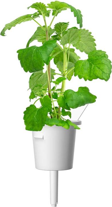 Produktbild Click and Grow Katzenminze (Kräutersamen)