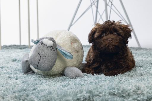 Actual product image Beeztees Herzschlag (Puppy Toy)