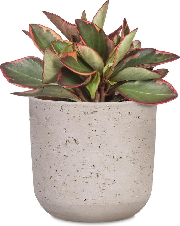 Image du produit Scheurich Pot de fleurs Basalto 17.6 cm, Gris (17.60 cm)