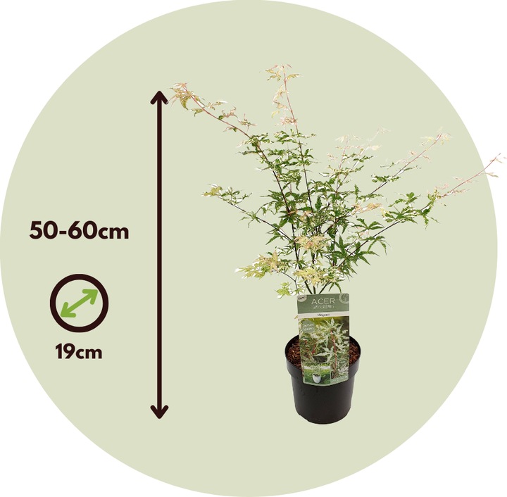Produktbild Plant in a Box Acer palmatum 'Ukigumo' - 2er Set Japanischer Ahorn (50 cm)