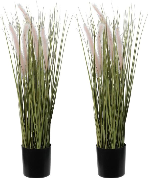 Home&Styling Set of 2 ornamental grasses (55 cm)