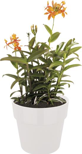 Actual product image Elho b.for original (14 cm)