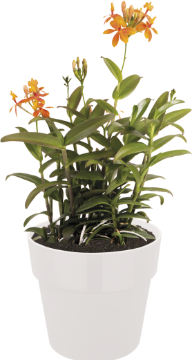 Produktbild Elho b.for original (14 cm)