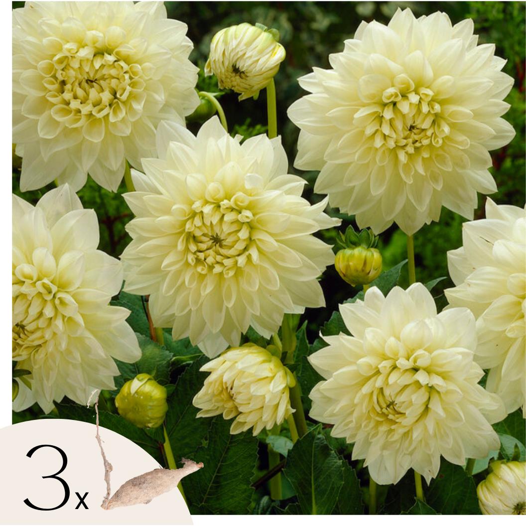 Plant in a Box, Pflanzen, Dahlia White Perfection - 3er Set Dahlien (10 cm)