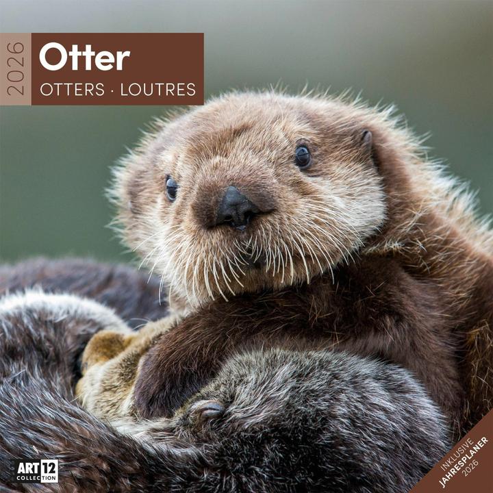 Image du produit Otter Kalender 2026 - 30x30 (30 x 30 cm, Couverture rigide, Allemand, Français, Italien, Anglais)