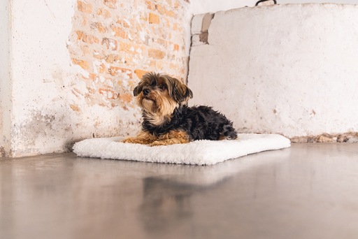 Image du produit Designed by Lotte Ligra (Chien)
