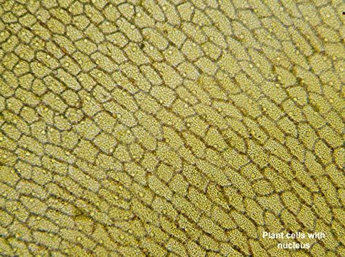 Image du produit Bresser Microscope LCD