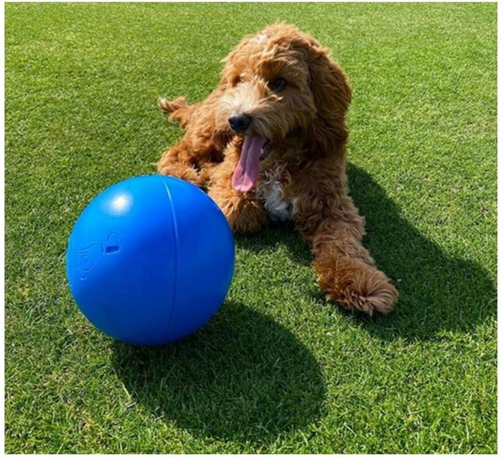 Actual product image Company of Animals Boomer Ball (Ball toy dog)