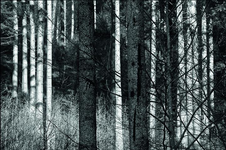 Produktbild Schwarz. Wald. Land (Deutsch, Burghard Müller-Dannhausen, Joseph Carlson, 2017)