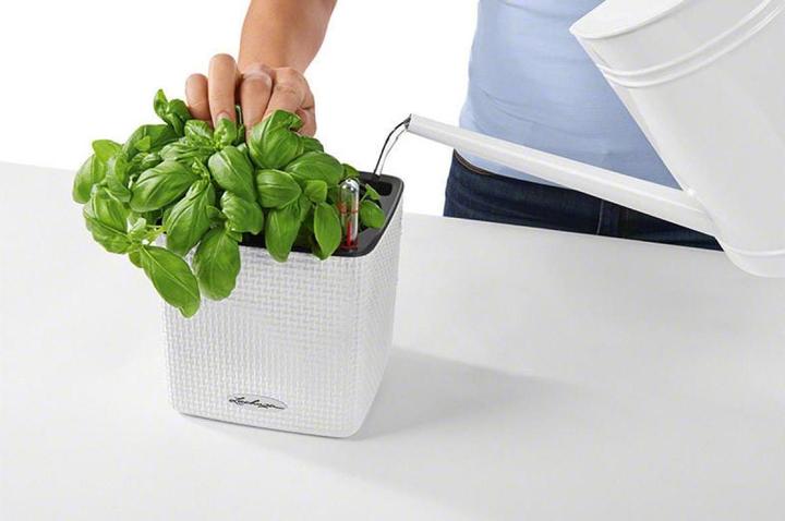 Actual product image Lechuza Cube Color (17 cm)