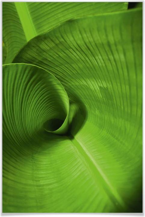 Produktbild Trenddeko Bananenblatt (40 x 60 cm)