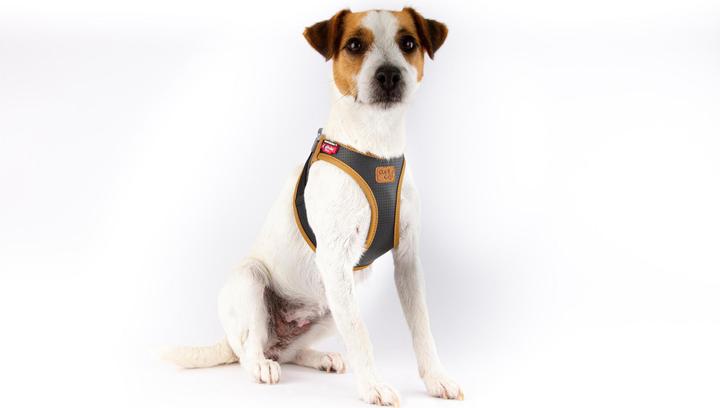Productafbeelding Curli Harnas Apple Leer, S, Zwart (S, Hond, Algemeen)