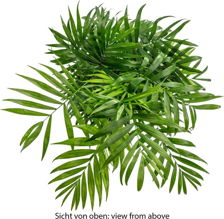 Immagine prodotto Flowerbox Palma di montagna - Chamaedorea elegans (70 cm)