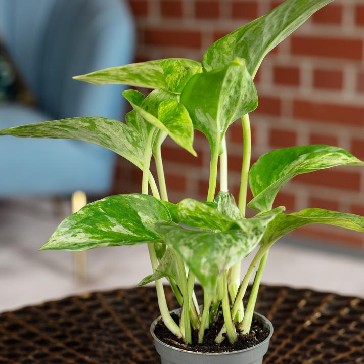 Actual product image Flowerbox Golden pothos - height ca. 15 cm, pot-Ø 6 cm - Epipremnum Pinnatum 'Marble Queen' (15 cm)
