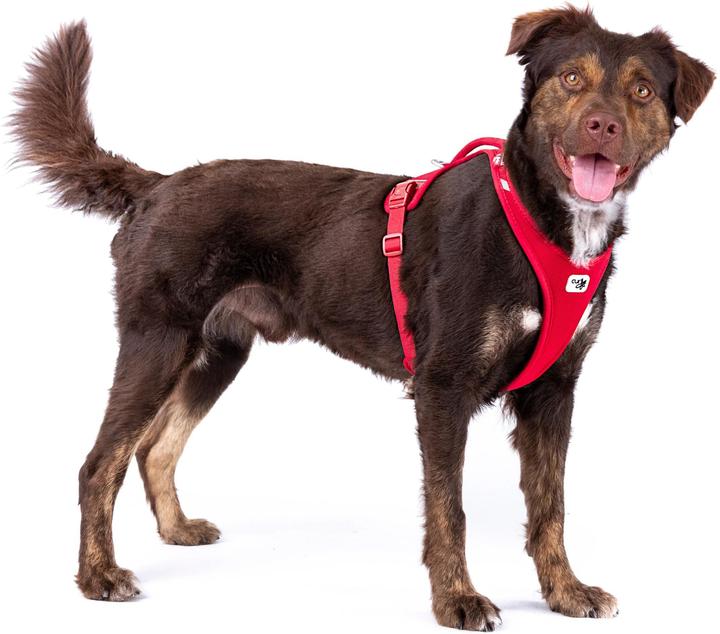 Actual product image Curli Belka Comfort Dog Harness All New Light Grey XL (XL, Dog, General)