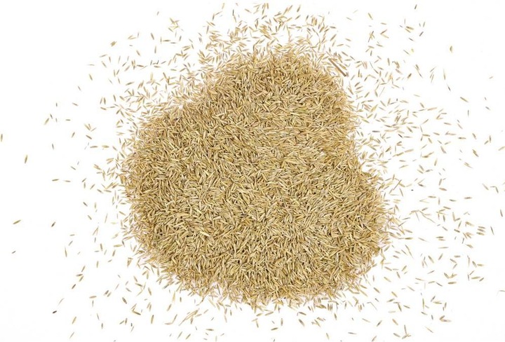 Actual product image Wolf-Garten Lawn seed Turbo Reseed LR 1 kg 50 m (Lawn reseed)