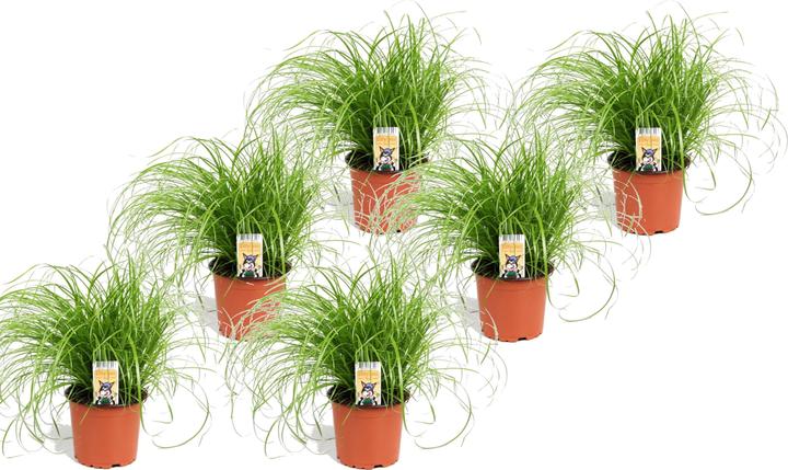Produktbild Plant in a Box Cyperus zumula - 6er Set Zyperngras (30 cm)