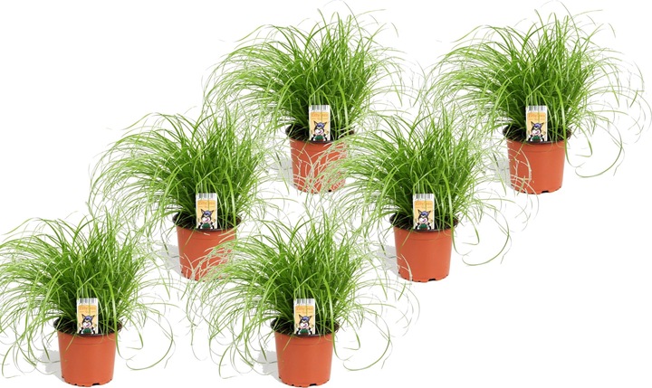 Actual product image Plant in a Box Cyperus zumula - Set of 6 Cyprus Grass (30 cm)