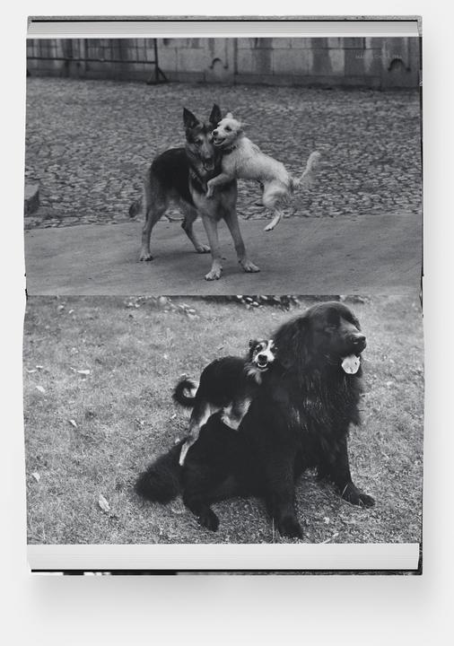 Immagine prodotto Hunde lieben