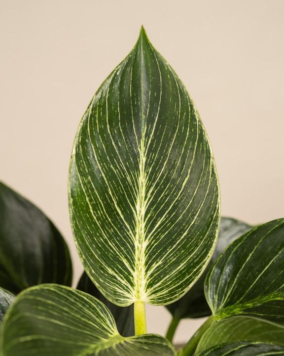 Image du produit feey Philodendron Birkin 'White Measure' (20 cm, Fraîchement rempotés)