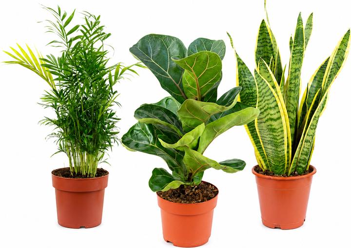 philodendron florida ghost groß 6” Philodendron 'Florida Ghost' – Canopy Plant Co main image 1