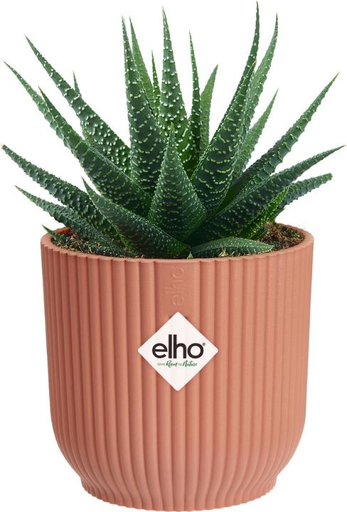 Produktbild Elho Blumenschale (7 x 6.50 cm)