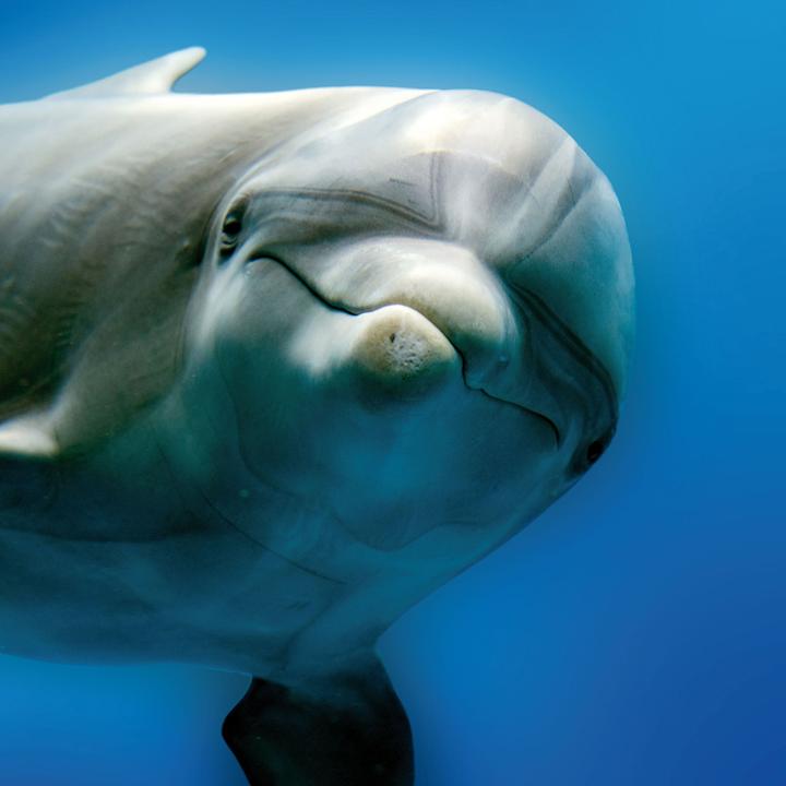 Actual product image Dolphins 2023 (30 x 30 cm)