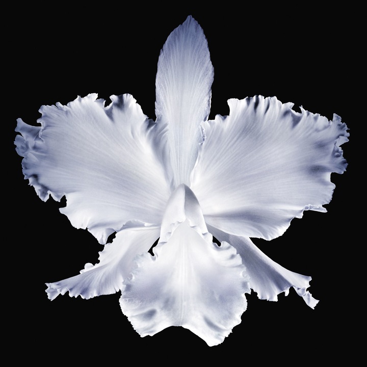Immagine prodotto Guerlain Orchidea imperiale (50 ml, Crema da giorno)