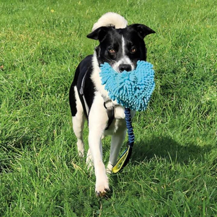 Actual product image Company of Animals Coachi reward game Tuggi Hide (Dog activity toy)