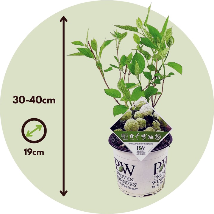 Produktbild Plant in a Box Hydrangea Strong Annabelle - 3er Set Hortensien (30 cm)