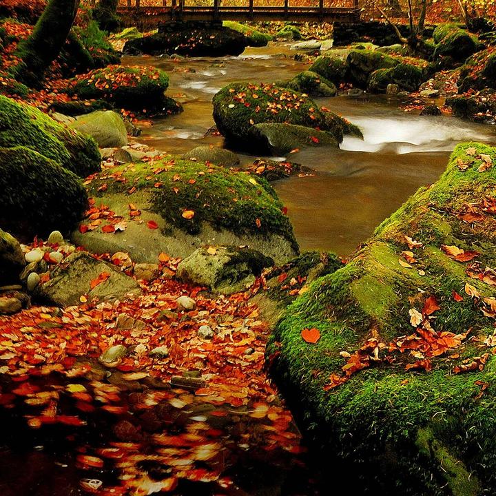 Actual product image Traumschlaf Autumn Forest (135 x 200 cm, 80 x 80 cm)