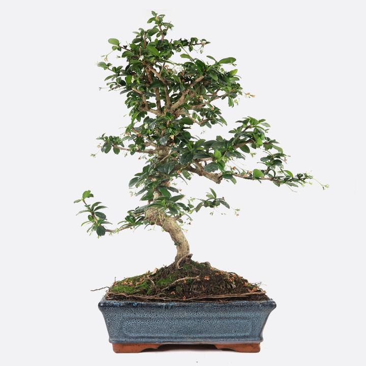 Immagine prodotto Bonsai.ch Carmona Fukientee cm