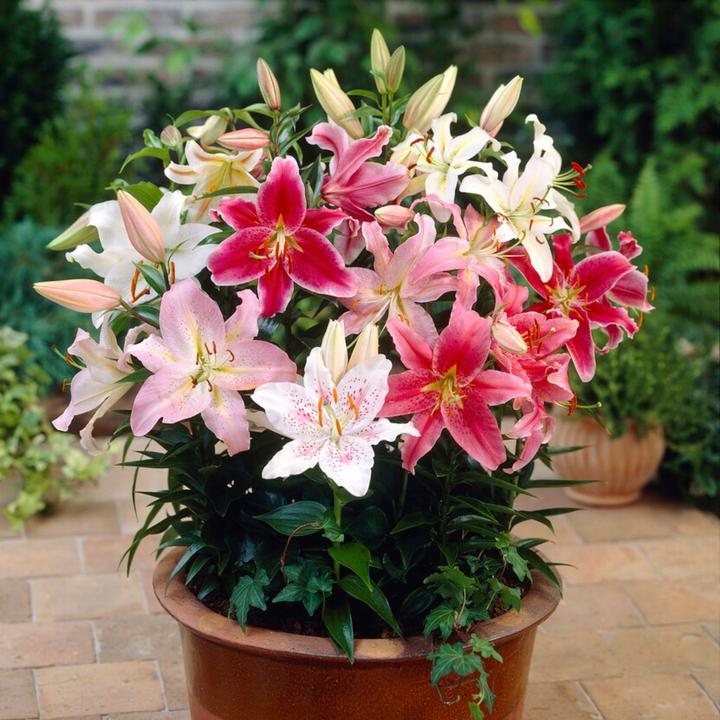 Image du produit Plant in a Box Lilium orientalis mix - Lot de 10 Lys (10 cm)