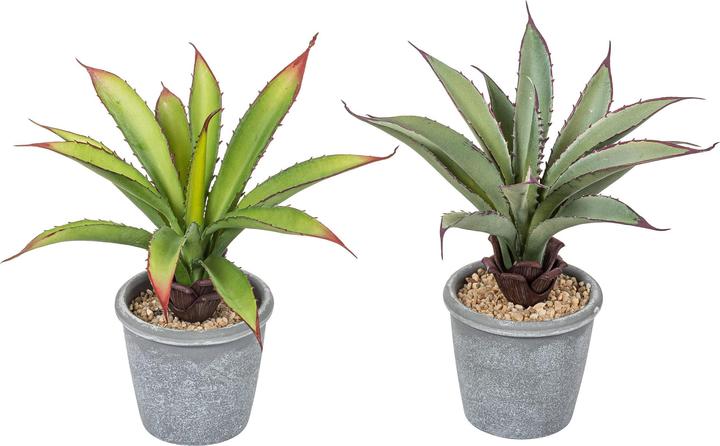 Botanic-Haus Aloès en pot (20 cm)
