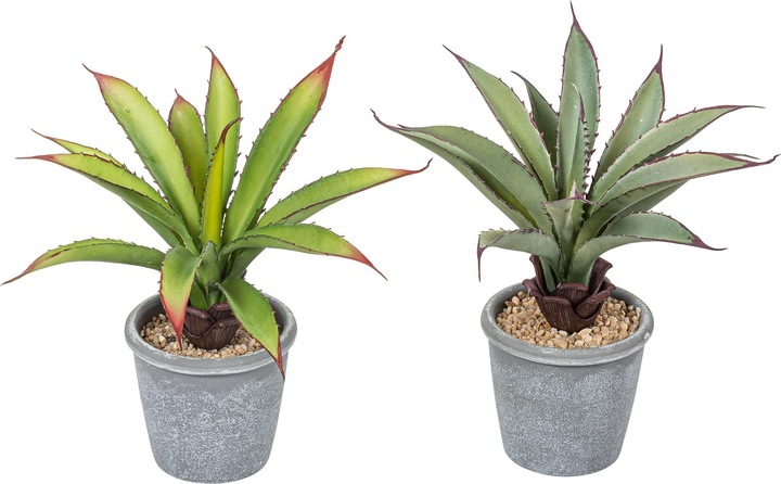 Botanic-Haus Aloe im Topf (20 cm)