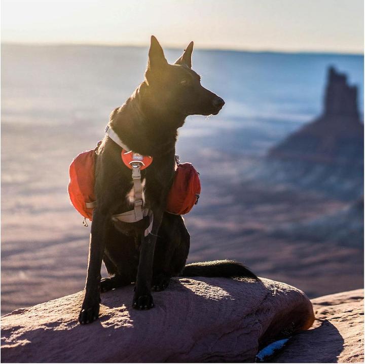 Produktbild Kurgo Baxter (M)