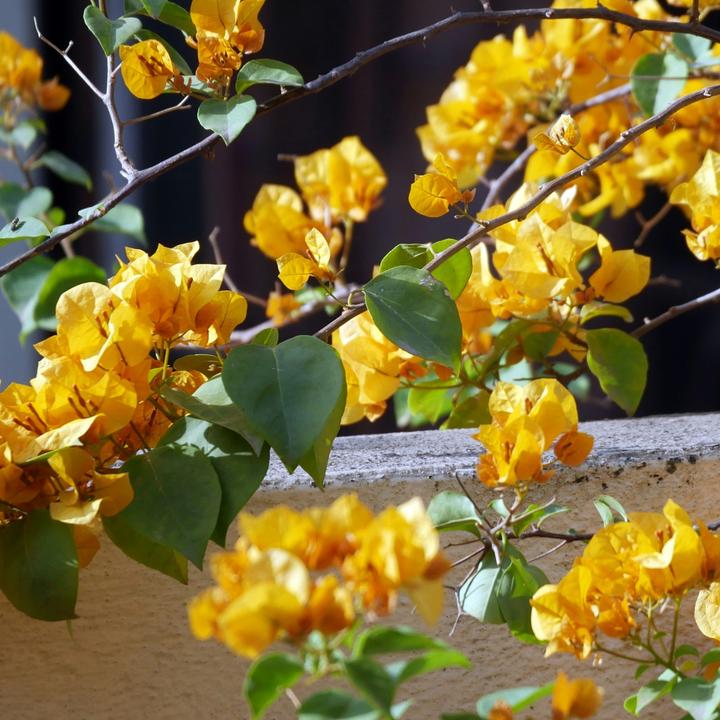 Actual product image Plant in a Box Bougainvillea 'Dania' - (50 cm)