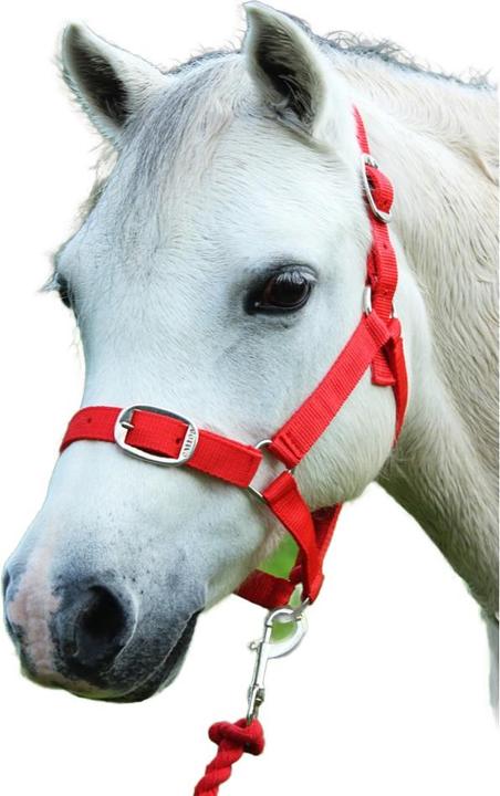 Collier Rembourré Shires Pour Poney Rouge - Neuf Emballage D'origine