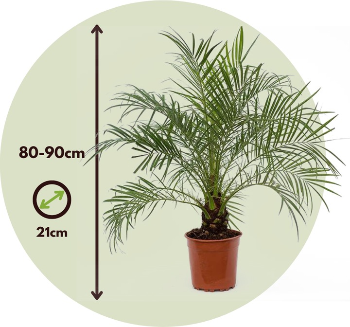 Immagine prodotto Plant in a Box Phoenix roebelenii - Palma da dattero nana (80 cm)